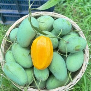 আম্রপালি আম - 12 KG